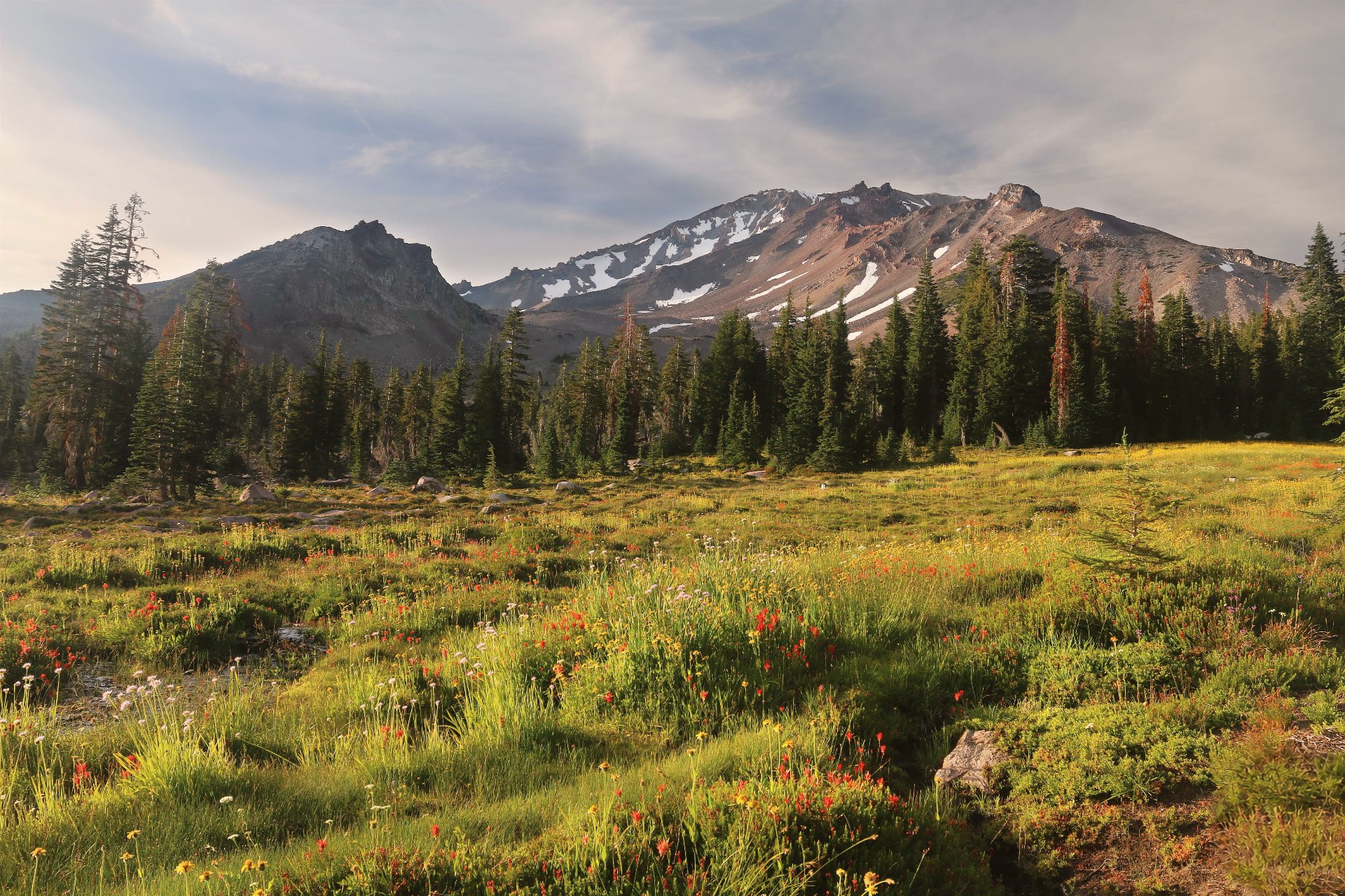 Wildflower meadow below the snow-dusted slopes of Mount Shasta